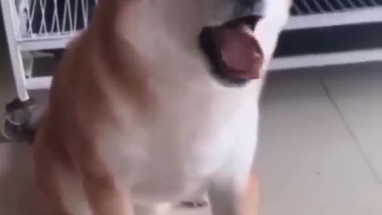 Funny Animal Videos 😂