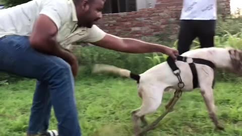 Pitbull Vs Am bully aggression 🥵😡😡😱 game dog