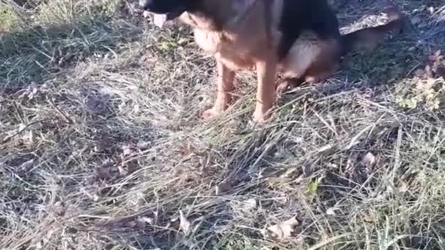 Dogs are the best anti-stress.