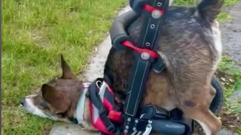 Funny Pets