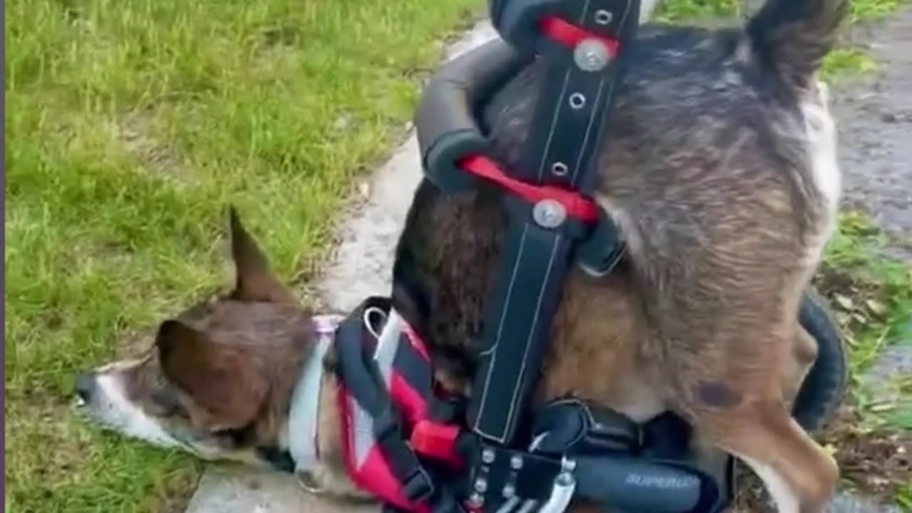 Funny Pets