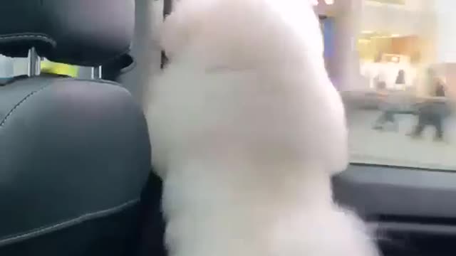 funny animal videos