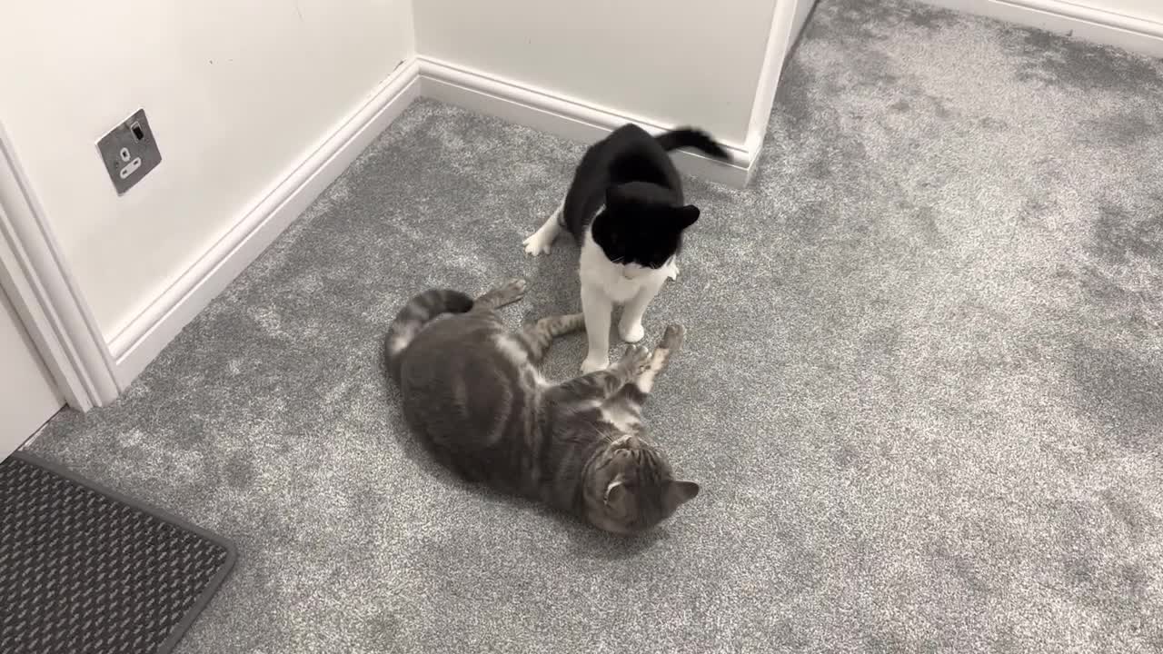 Cat Bullies Other Cat