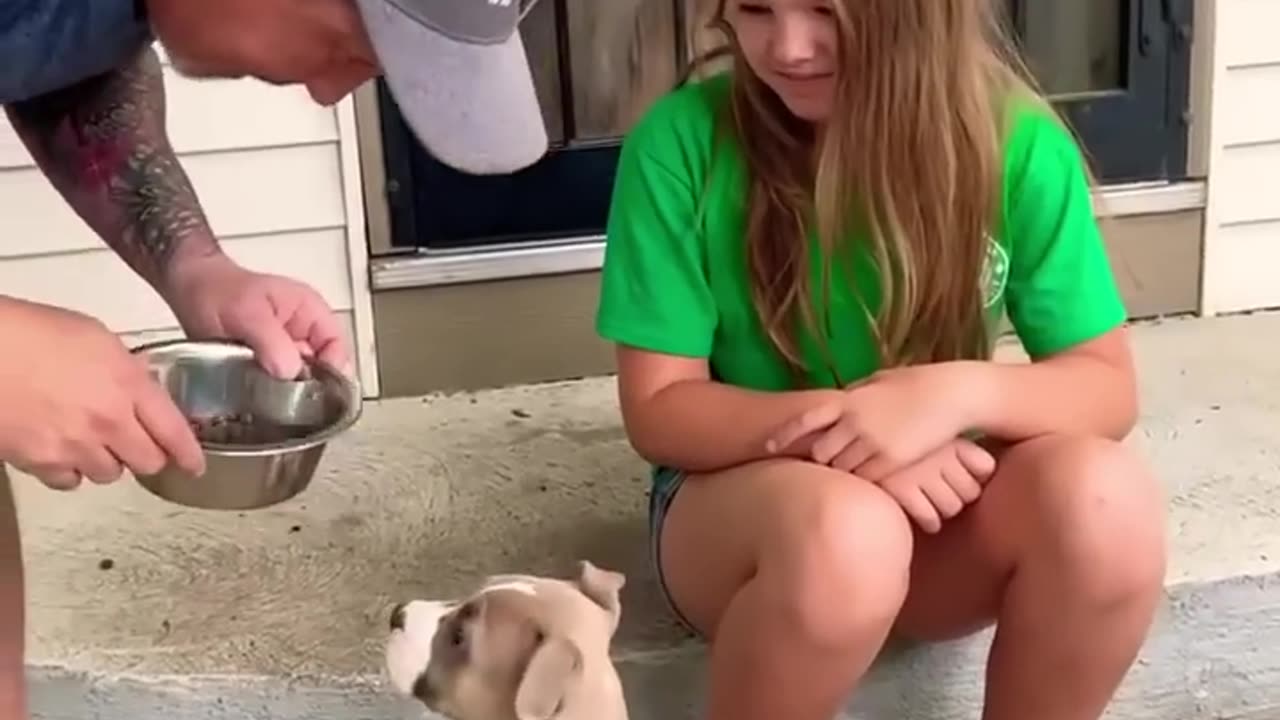 How to training a dog