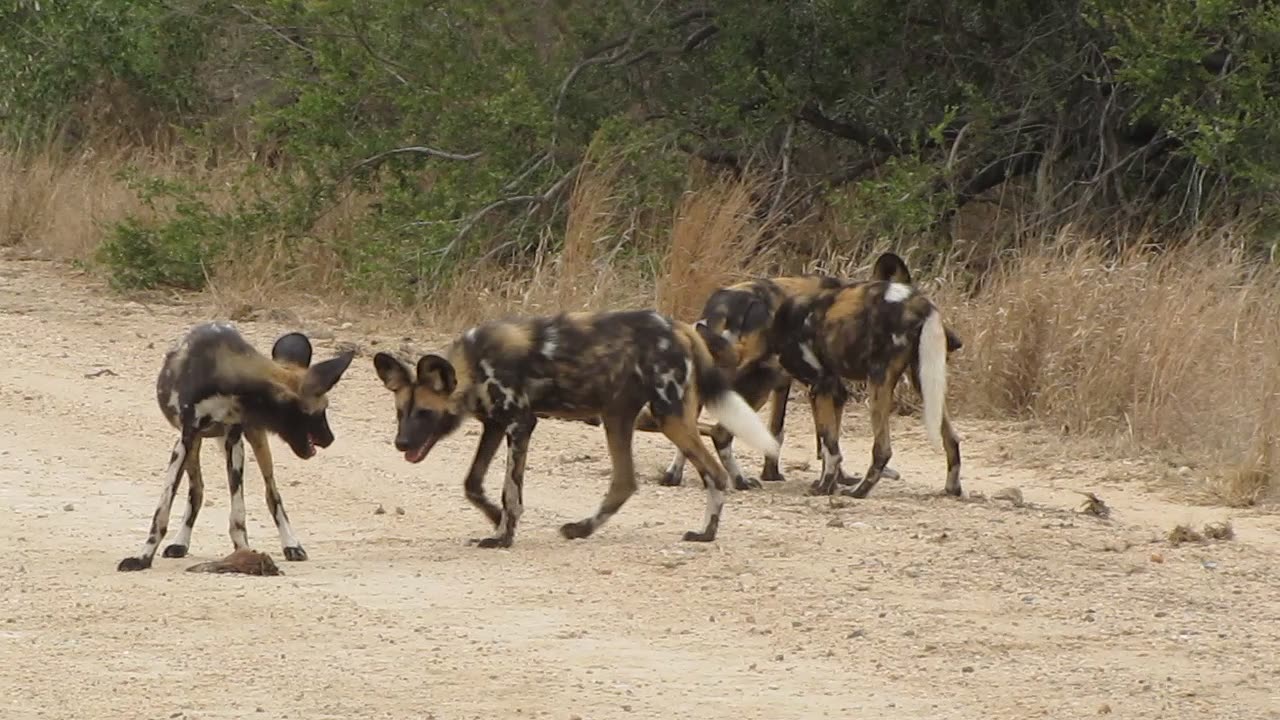 African Wild Dogs Play With Baby Impala Head