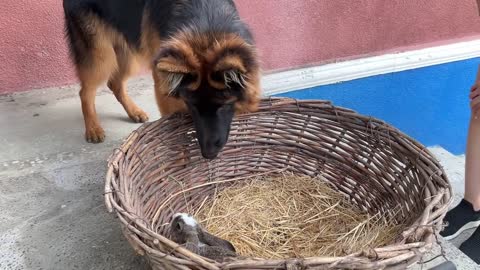 German Shepherd Puppy Meets a Bunny For The First Time