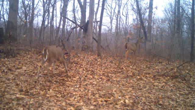 Deer in February