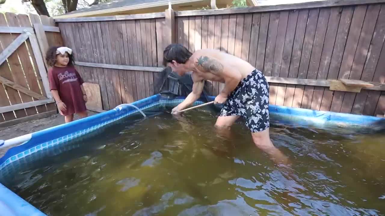 transferring fish to new pool pond