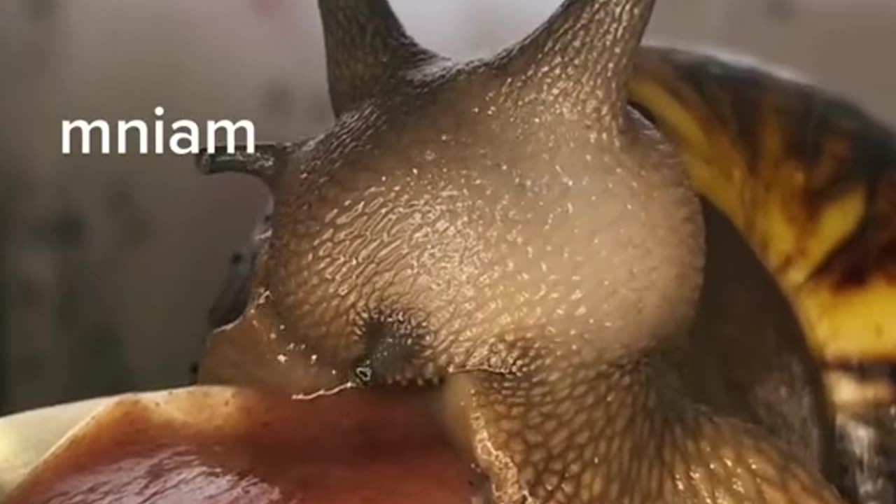 Snail eating with his mouth