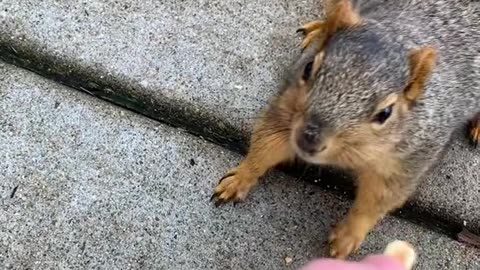 Lady hand feeds friendly wild squirrel🥰😍😘