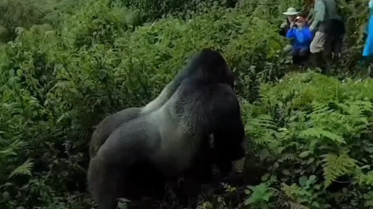 Gorilla Silently Moving Towards Crowd