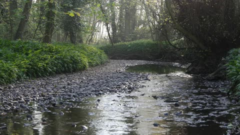 river #nature #river #shorts #short