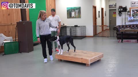Dog Training Basics