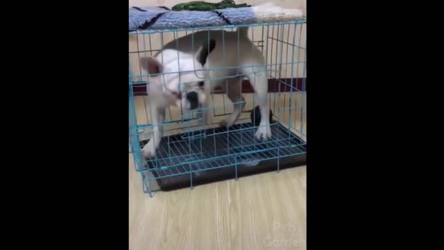 Poor dog in a prison