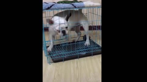 Poor dog in a prison