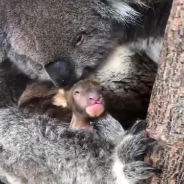 Koala mommy