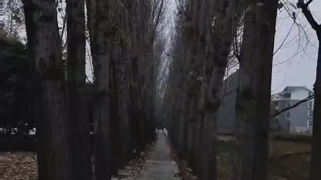 Big trees on both sides of the path