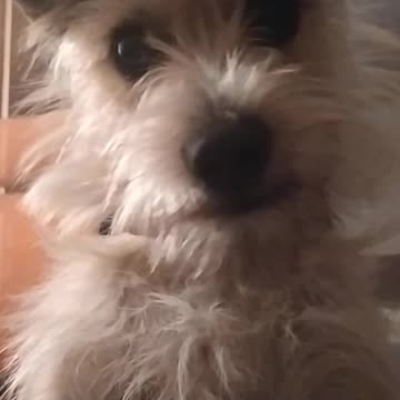 Luna tells me to get up! For her, it doesn't matter that it's the weekend ;-)