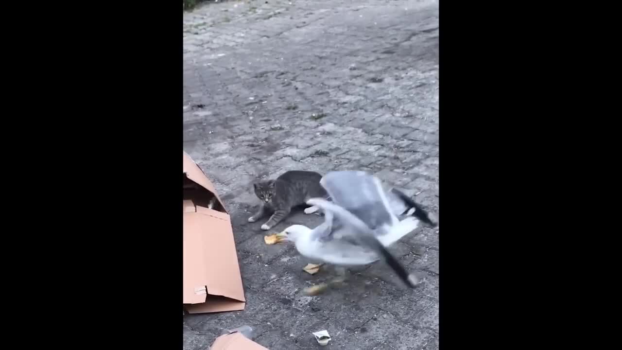 Seagull STEAL food from little kitten