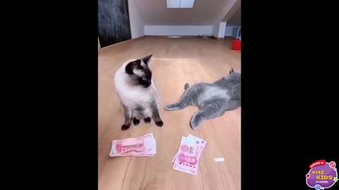 New Funny Animals 😂 Funniest Cats and Dogs Videos 😺🐶