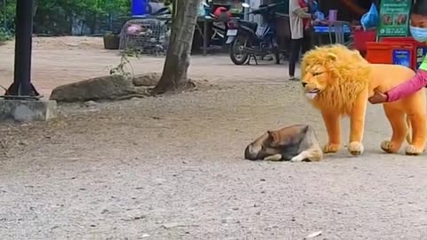 Fake Lion pranks on Dogs