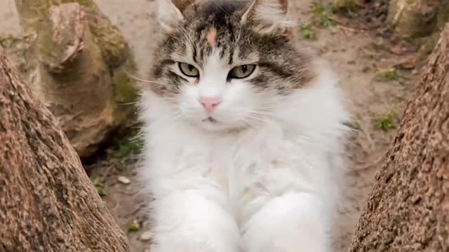 Beautiful White Cat Crawling