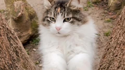 Beautiful White Cat Crawling