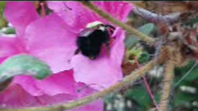 Bumble bee eating