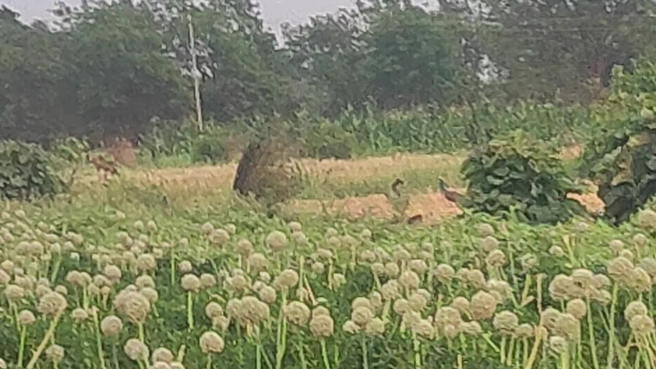 Peacock dancing video