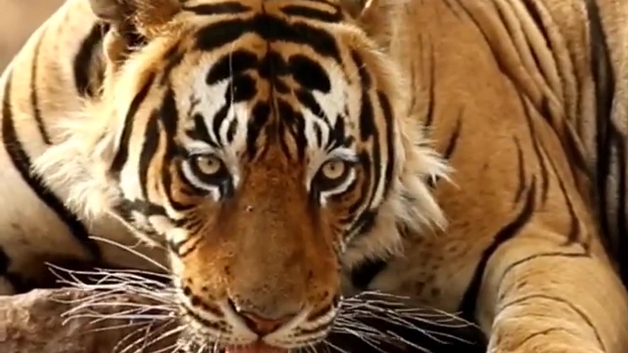 Thirsty tiger 🐯 🐅 Oddly Satisfying Video #Shorts