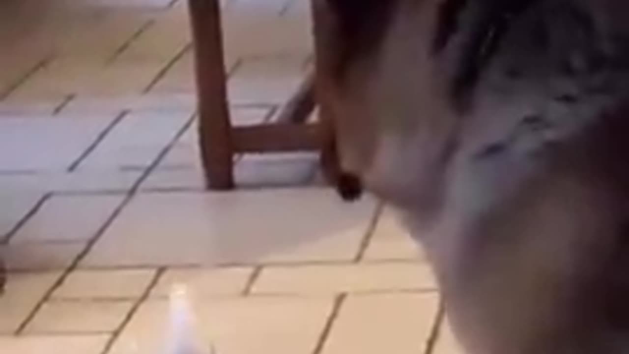 That Dog Is Like WTH!🐕😆😆