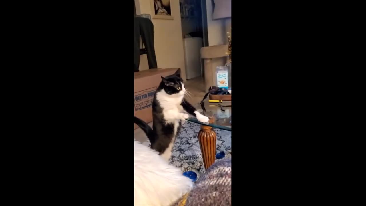 Well-mannered cat politely ask for a few treats