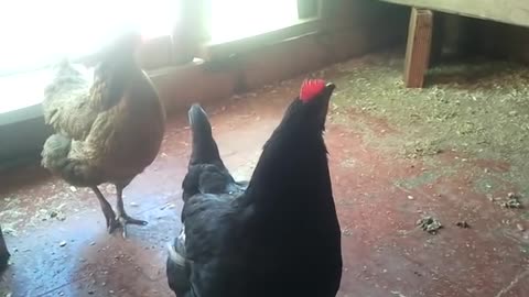 Rooftop poultry farming Don't miss