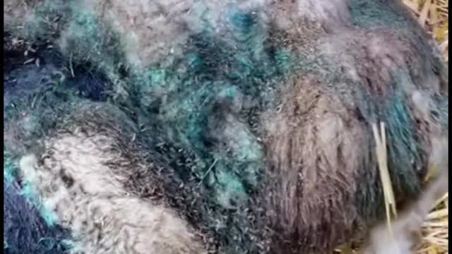 This is what the sheep looked like before and after the injury