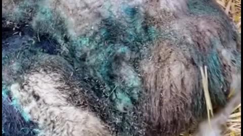 This is what the sheep looked like before and after the injury