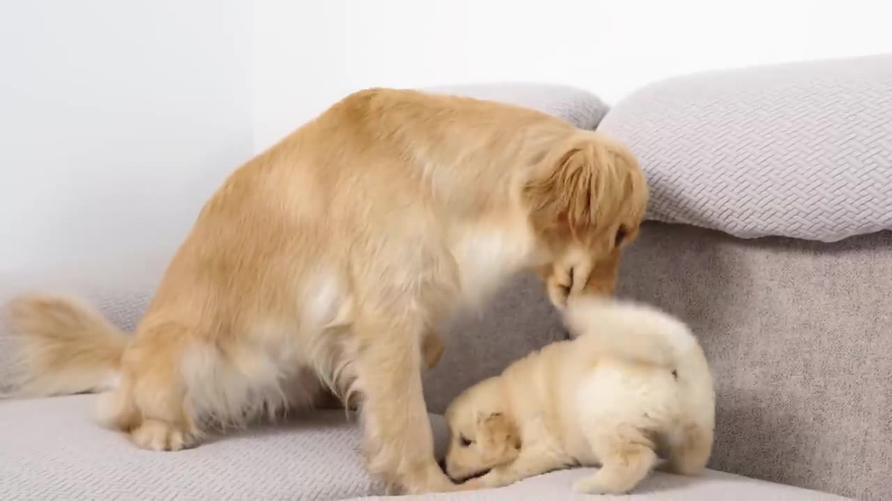 Golden Retriever Meets Puppy Just Like Him for The First Time.