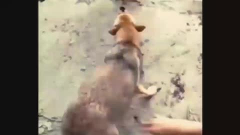 A series of attractive fights between dogs and roosters