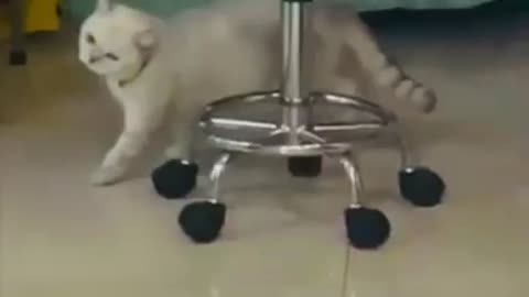 Funny Cats playing