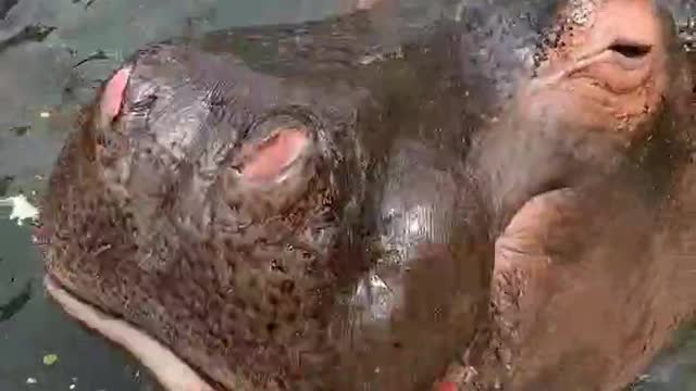hippo juice