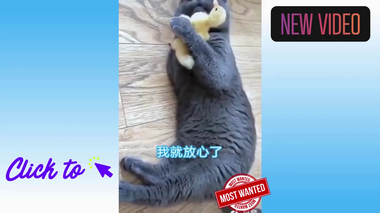 Try not to laugh with these animals 8!