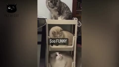 Funny funnycat