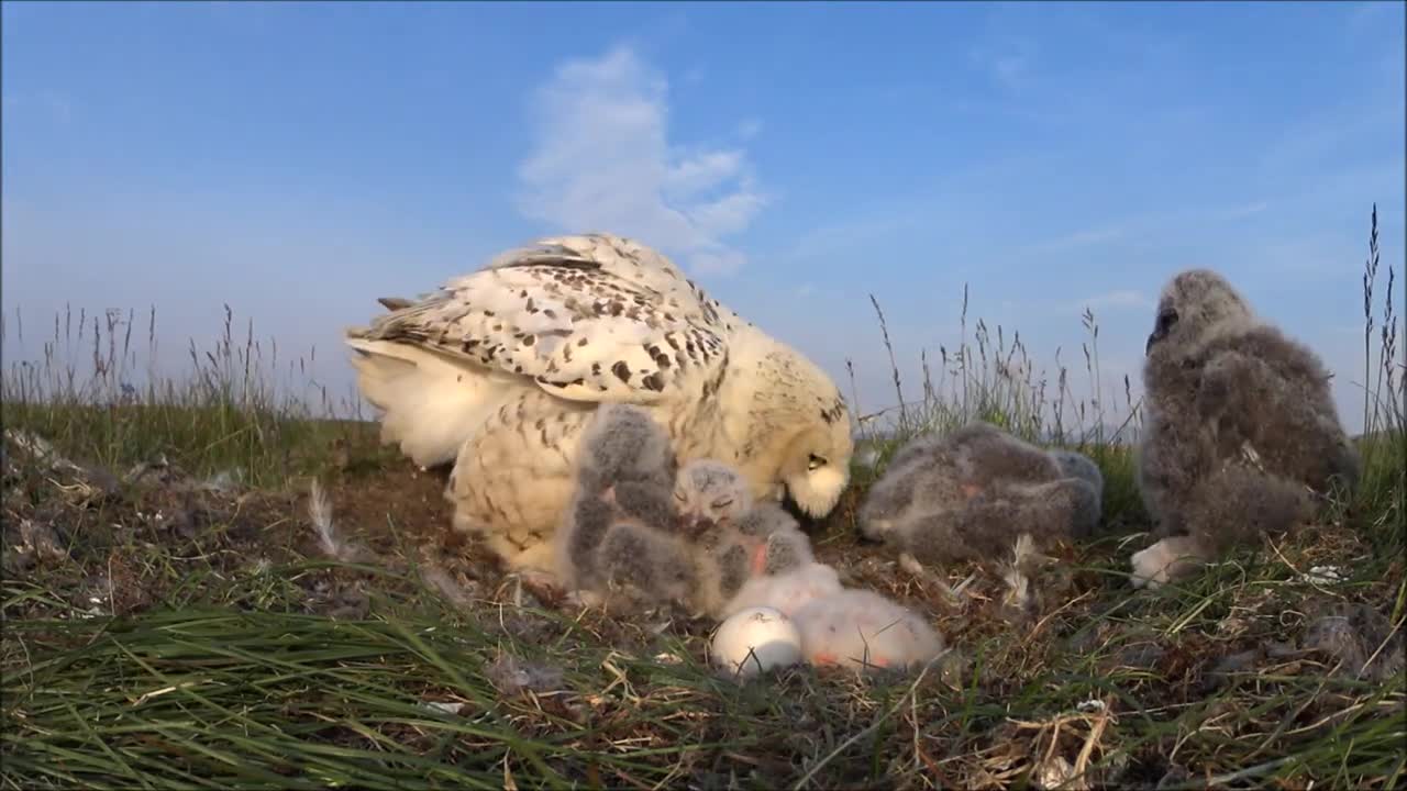 Female Snowy Owl returns to the nest after rest