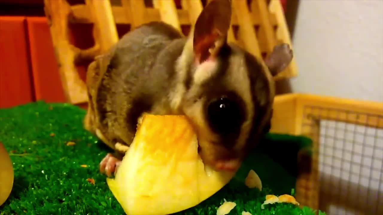 10 cutest animals in the world that you never knew existed