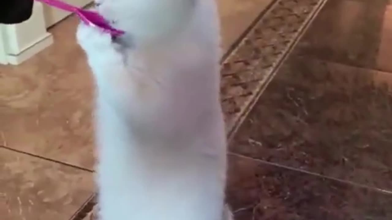Funny cute pets.