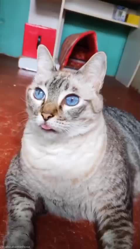 the most beautiful cat in the world