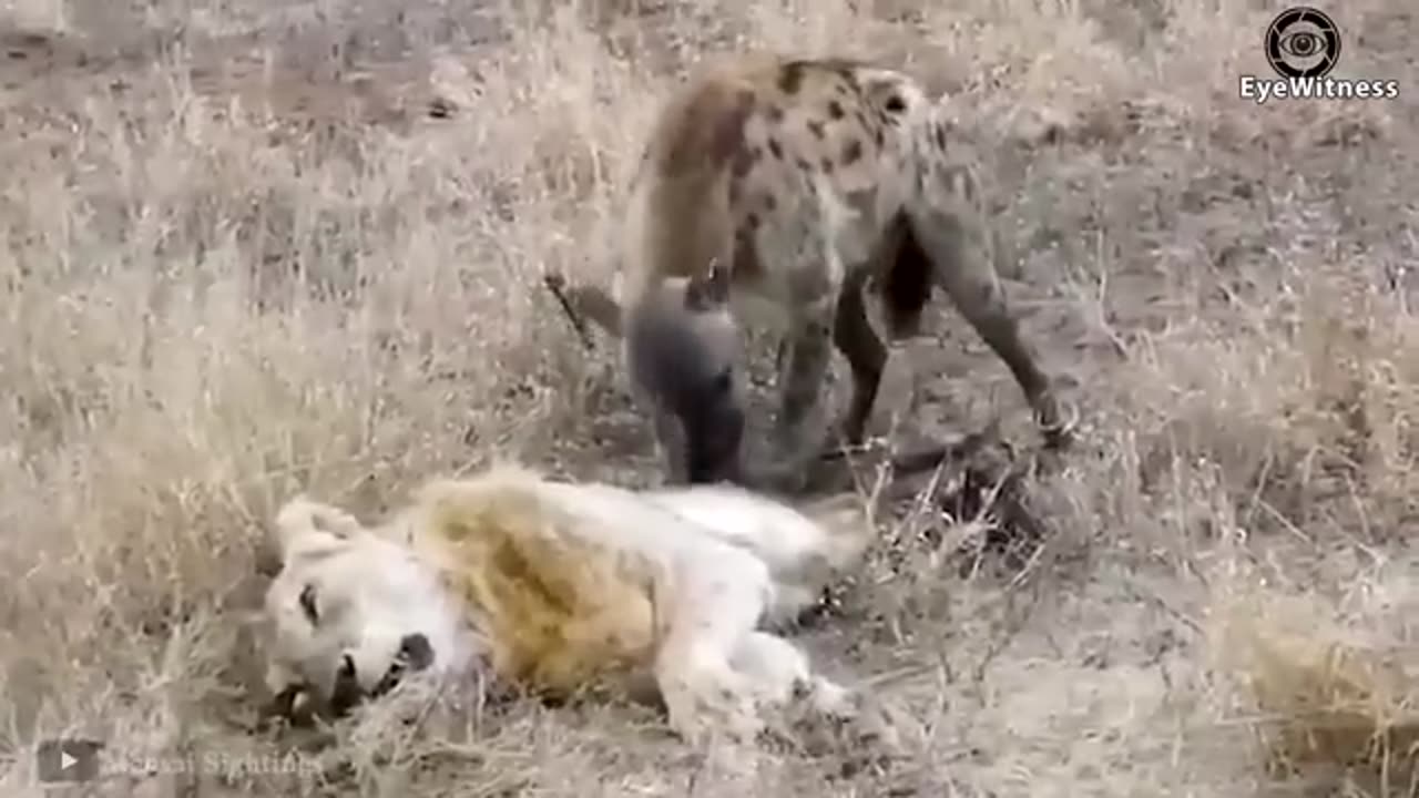 Lion vs lion vs Heana vs bull