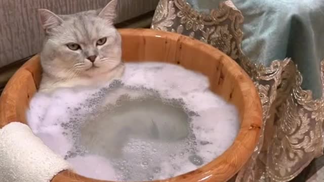 Cat bathing