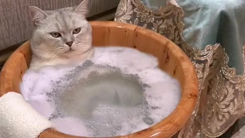 Cat bathing