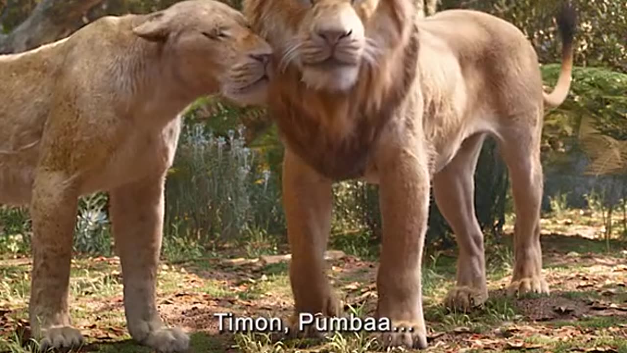 A male lion helps a wild boar run from a lioness