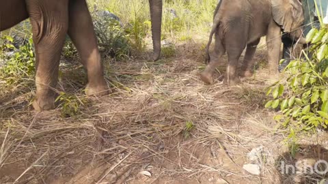 "A Must Watch Footage As Baby Elephant Challenging It's 🐘 Caretaker 🤭🤭"